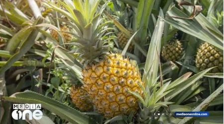 വാഴക്കുളം പൈനാപ്പിള്‍ പെരുമ ലോകത്തെമ്പാടും എത്തിയത് എങ്ങനെ? | International Pineapple Day 2024