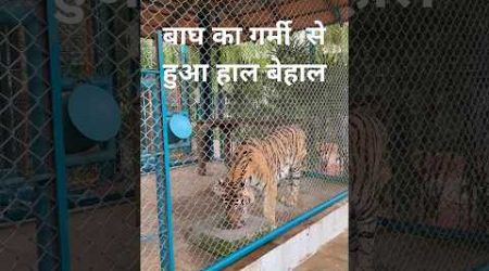 TIGER PARK #tiger#park #sunnyday#water#viral #shots #cage #phuket #thailand