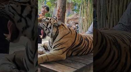 Tiger Park | Pattaya | Thailand #tigerpark #tiger #thailand #pattaya #shorts #trending #viral