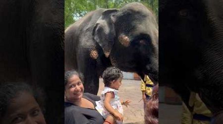 Mishka playing with elephant #hathi #viral #trending #babyshorts #cutebaby #bangkok #safari