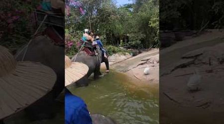 EP - 5 Elephant Village | Thailand Travel Series #youtubeshorts #funnyanimals #pattaya #trendingreel