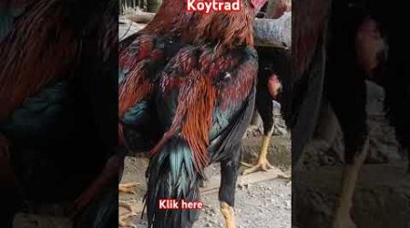 BETERNAK BANGKOK SKALA RUMAHAN| AYAM BANGKOK RUMAHAN | TERNAK DI HALAMAN #peternakan #ayam #chicken