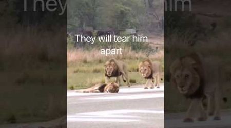 #lion #animals #wildlife #lionking #funny #natural #entertainment #amazing #tigerlion #shorts