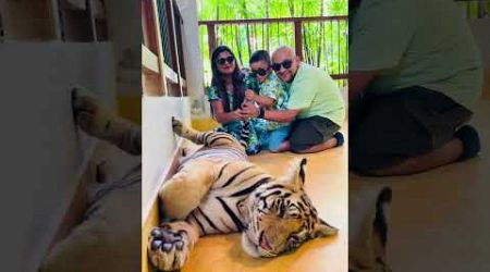 Sher Khul Gaye.. Tiger Park, Phuket.. ❤️❤️ #youtubeshorts #tiger #thailand #shineandsmilewithdivya