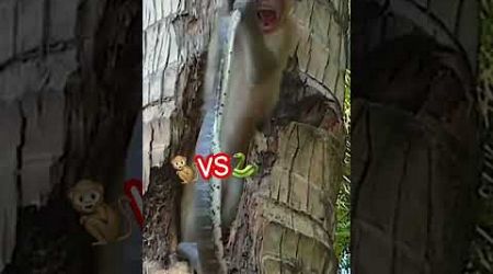เจ้าลิงน้อยไม่รู้อะไรซะเลย #thailand #shots #animals #snake #monkey #attack ￼