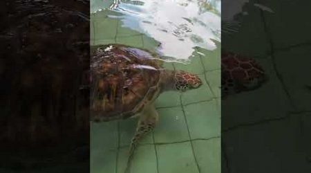 Большие черепахи плавают в бассейне. Sea Turtle Conservation Center, Phang Nga 82210, Таиланд.