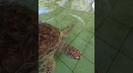 Большая черепаха медленно плывёт. Sea Turtle Conservation Center, Phang Nga 82210, Таиланд