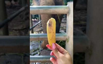 Elephant Sanctuary, Koh Samui, Thailand #elephant #love #feedshorts #thailand #fruit #lunch