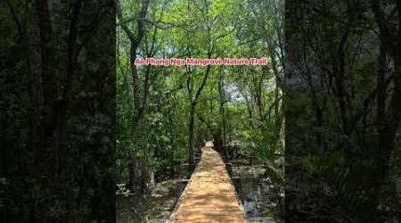 Ao Phang Nga Mangrove Nature Trail
