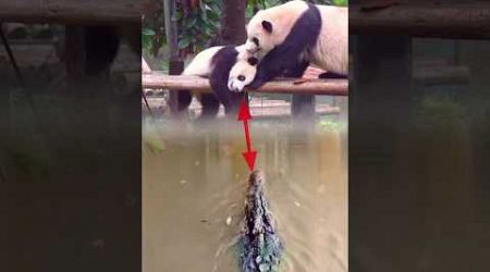 Panda Dalam Bahaya|| Vidio Hiburan Menarik #viral #trendingshorts #popular