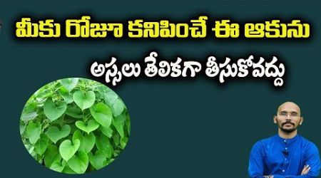 మీకు రోజూ కనిపించే ఈ ఆకును అస్సలు తేలికగా తీసుకోవద్దు | Dr.Madhu Babu Health Trends