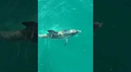 Dolphins SNEAK up on Sailboat in the Keys! 