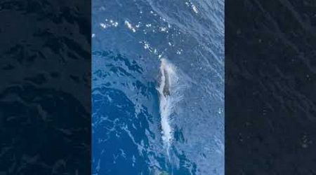Solo Dolphin Enjoys Bow of Yacht