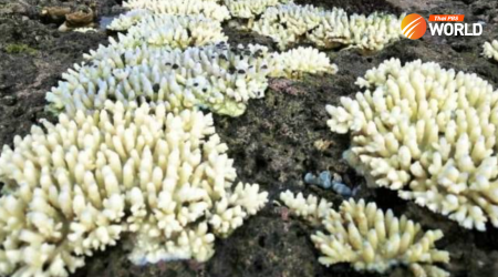 Extensive coral bleaching found in 21 marine parks in Thailand
