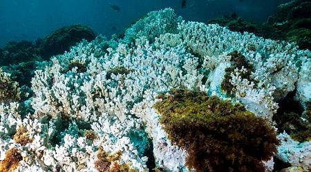 World Oceans Day marred by worst coral bleaching to date