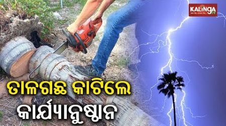 Odisha Govt’s permission needed to cut Palm Trees even on private premises || Kalinga TV