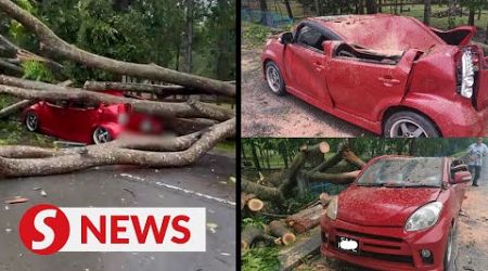 Fallen tree flattens car at popular jogging park in KK