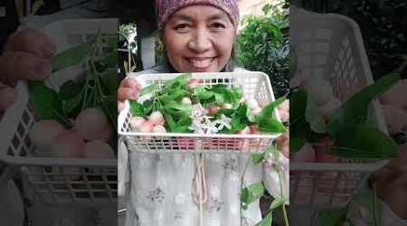 #มะม่วงหาวมะนาวโห่ #ผลไม้ #กรุงเทพ #fruit #atmyhome #bangkok #thailand #youtubeshorts