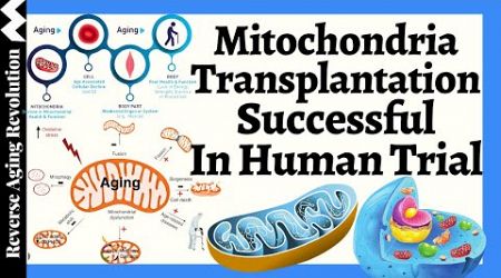 Mitochondrial Transplantation Successful in Harvard Medical School Human Trial, What&#39;s the Next Step
