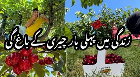 Canada Main Fruits Ka Baghaat | Pick your own Cherries 
