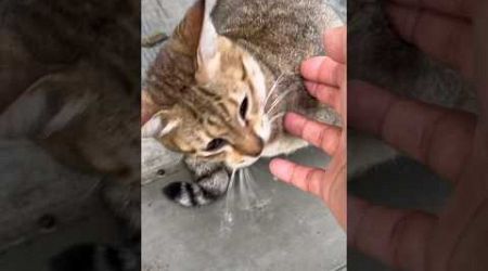 Be careful when patching street cats #shorts #cats #catlover #bangkok