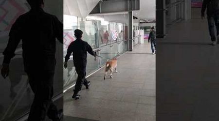 สุนัขตำรวจ #bangkok #thailand #bangkokthailand #shorts