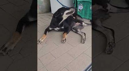 A Thai Street Dog of Pattaya City in Thailand #shorts #dogs #Pattaya #thailand #doglover #dog #thai