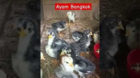 Tek Otek Otek Anak Ayam Bangkok