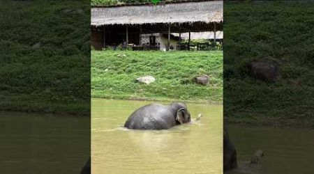 Gentle Giant Elephant in the pond #cuteanimals #elephant #phuket #travel #thailand #elephantcamp
