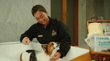 Introducing Aura pets Spa and Wellness Center, Phuket