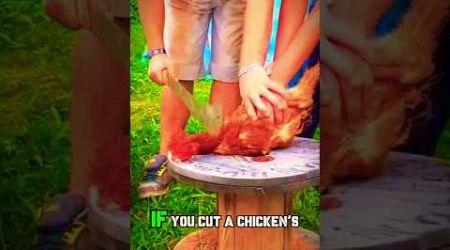 if you cut a chicken&#39;s head what happens. #shorts #birds #trends