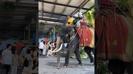 #elephant#video#pattaya#travel#shorts