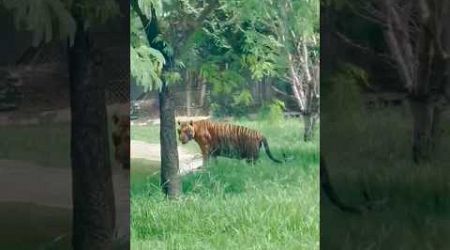 tiger in thailand ✈️ pattaya #vlog viral#shorts ❤️