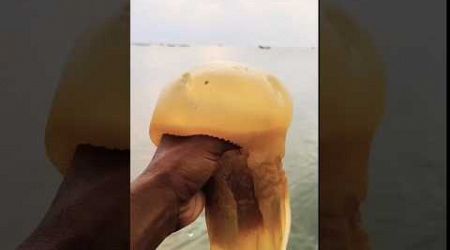 Saving most beautiful jellyfish in river #beach #jellyfish #travel #ocean #nature #music #fish