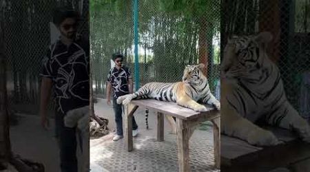 Tiger in Pattaya Thailand