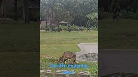 Giraffe#enjoyingrain#beautifulweather#openzoo#khaokhew#thailand#pattaya#youtubeshorts#viral