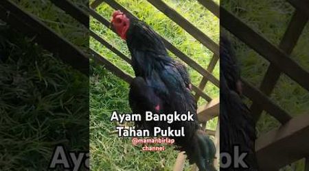 Ayam Bangkok Tahan Pukul #ayam #bangkok #chicken #pecintaayam #ayamhitam #viral #viralvideo