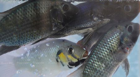 More ‘alien’ fish found in Bangkok