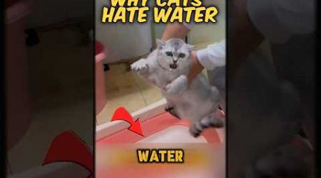 why cats hate to bathe (water). #shorts #facts #trends