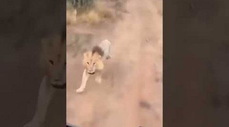#animals #lion #tiger #travel #youtubeshorts #shortvideo #beach #funny