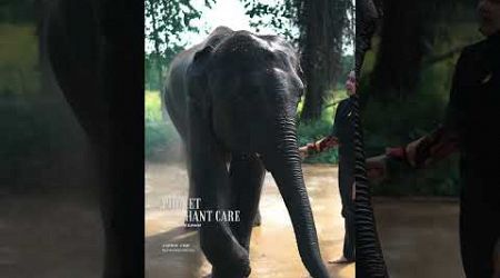 Phuket elephant care (Naithon Camp)