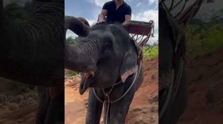 Tayland da doğayı fillerle gezebilceğinizi biliyormuydunuz #tayland #phuket #elephant #safari #asia