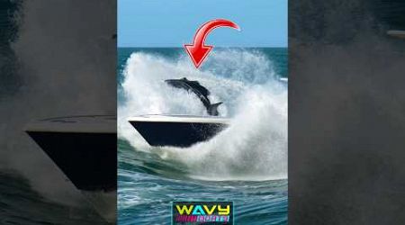 What was that at Haulover Inlet? | Wavy Boats