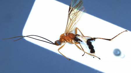 Scientists pay tribute to tennis players with new insect species named after them