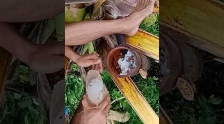 Popular Drinks in Philippines /Coconut Wine (Toddy) #coconutwine #coconuttoddy #tuba #nativewine