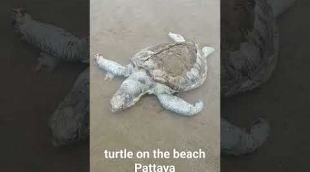 мёртвая черепаха на пляже Джомтьен #beach #travel #путешествия #pattaya #fishing #2024 #море