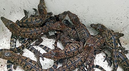 Tierschützer feiern Erfolg: Comeback des seltenen Siam-Krokodils in Kambodscha