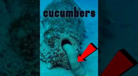 sea cucumber. #shorts #aquatic #trends