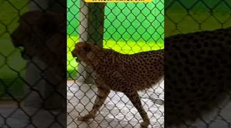 Reckless Cheetah in Tiger Kingdom | Phuket #shorts #viralshorts #trending #youtubeshorts #thailand