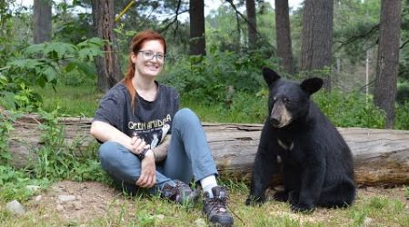 Education on the misconceptions of wild Black Bears